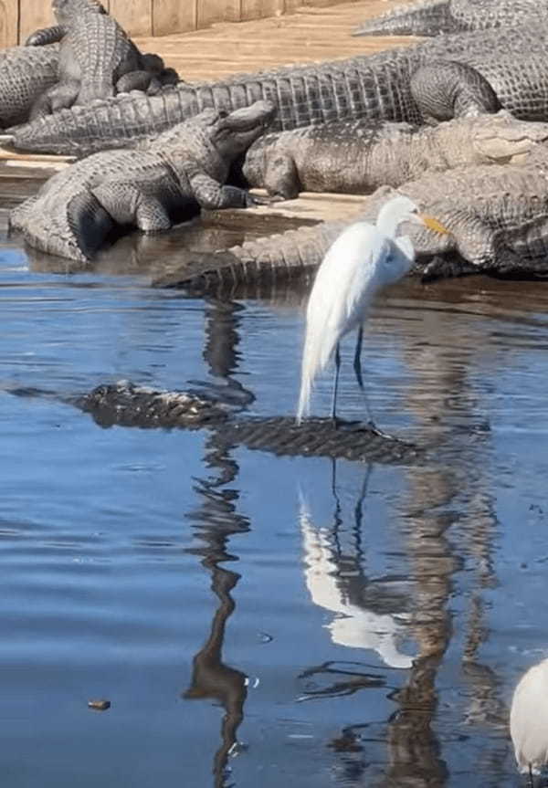 水面を漂う浮島に鳥が乗っていると思ったら・・、なんとそこは『ある生き物』の背中だったのです！！【アメリカ・動画】