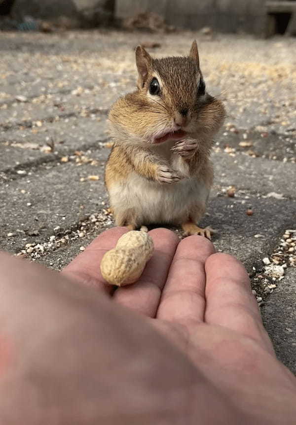 大きな殻付きの落花生が2つ。近寄ってきたリスは、どちらもほっぺたの中に入れると走り去っていくのでした！！