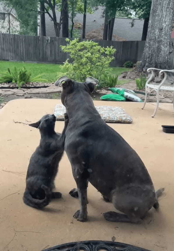 子犬がじゃれついて親にかまってもらおうとしているのかと思いきや・・。じゃれついているのは子犬ではなく、似た毛並みをした猫でした！！