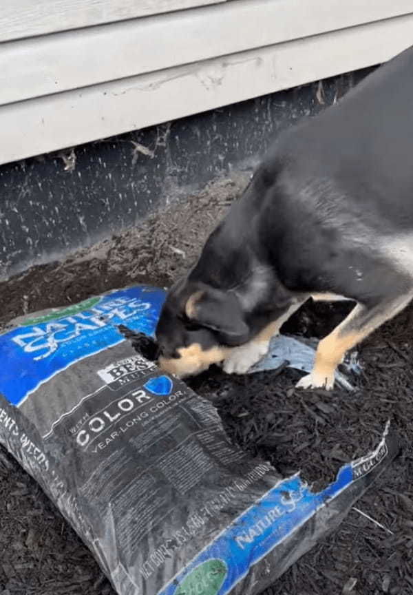 愛犬はお手伝いがしたい！？パパさんが開けた袋から腐葉土を元気に出していきます！！【アメリカ・動画】