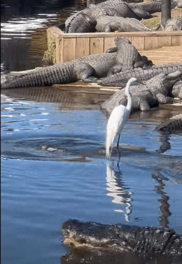 水面を漂う浮島に鳥が乗っていると思ったら・・、なんとそこは『ある生き物』の背中だったのです！！【アメリカ・動画】