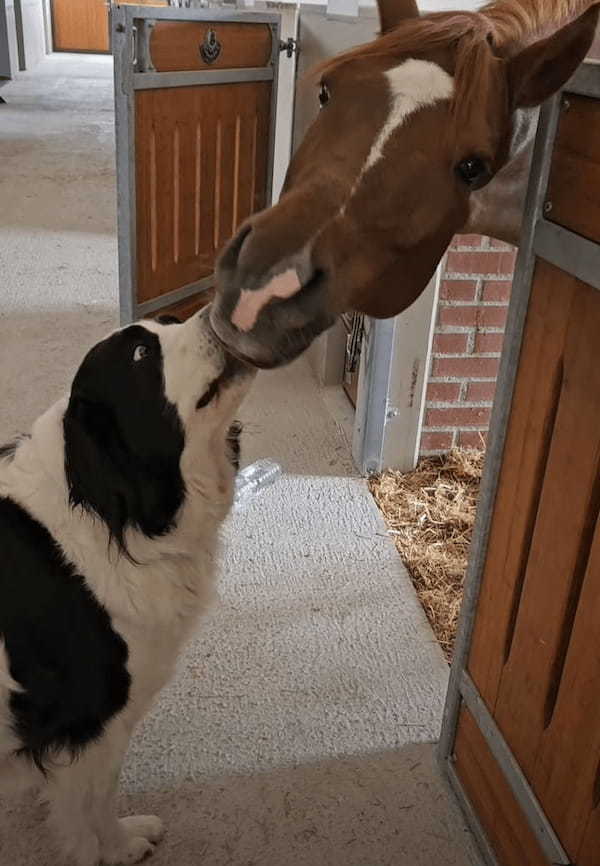 厩舎にいる馬は甘えん坊？眼の前にいる犬に「あること」をせがんでいたみたい！！【海外・動画】