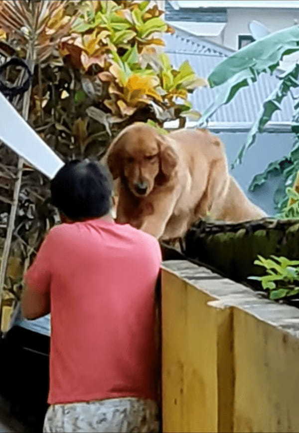 野良猫を追ってフェンスを乗り越えようとしたゴールデンレトリバーの子犬。だけど塀の高さに怖くなって降りられなくなっちゃった！？