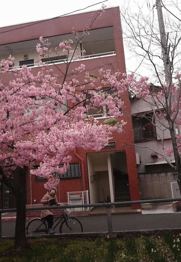 桜の相性のいい鳥と言ったら「メジロ」だよねと思ったら・・インコたちの姿が！！