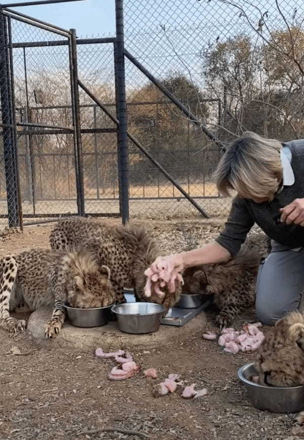 トップスピードで走ってきたチーターたち。お肉の盛られたボウルに向かって突進！！【海外・動画】