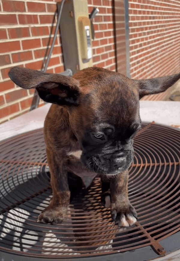 ボクサー犬の赤ちゃんはお風呂の後に室外機の上へ。温風が出ているその場所では、垂れた耳がふわふわ浮いています！！