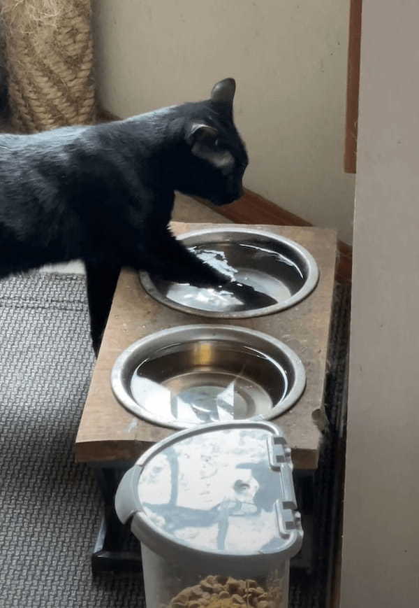 水の張った容器におててを入れて・・と。黒猫がなかなか独特な水の飲み方を披露！！【アメリカ・動画】