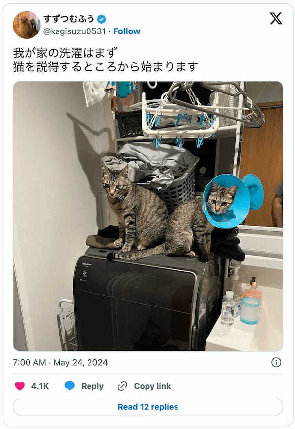 洗濯機の上に陣取る2匹の猫ちゃん　まるで門番のよう？