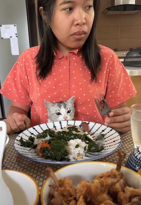 子猫は飼い主さんのご飯が気になる！おててを出す度にはたしなめられても諦めきれません！！