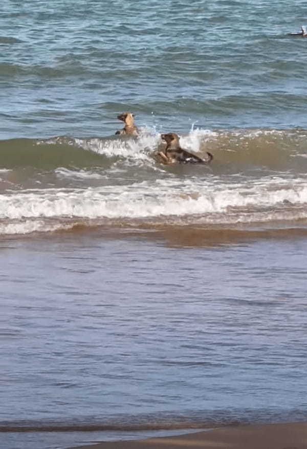 海水浴を楽しむ2頭の犬。波に乗ったり波打ち際を駆け回ったりと、海を存分に堪能しています！！
