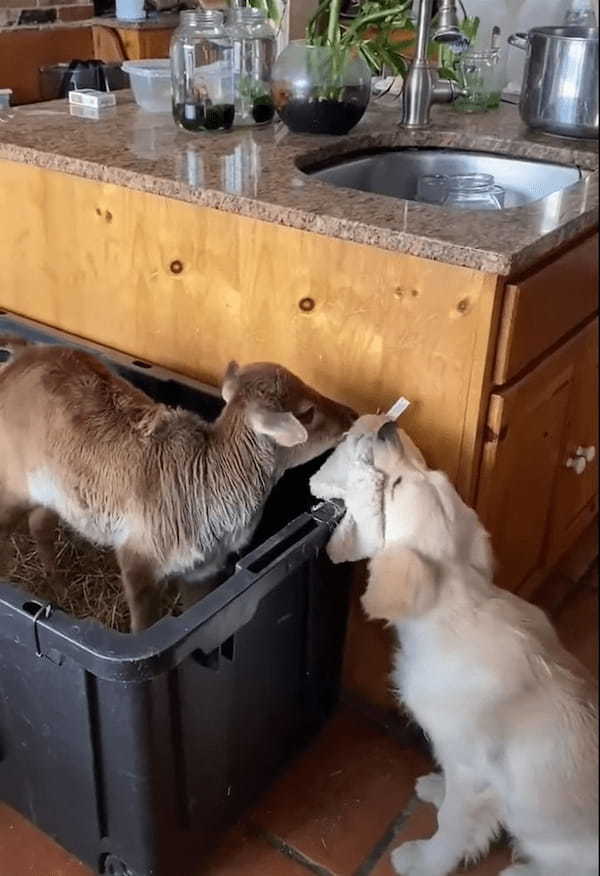 心優しい犬。新しくお家にやって来た子牛に渡そうとしているのは、なんと自分のオモチャです！！【アメリカ・動画】