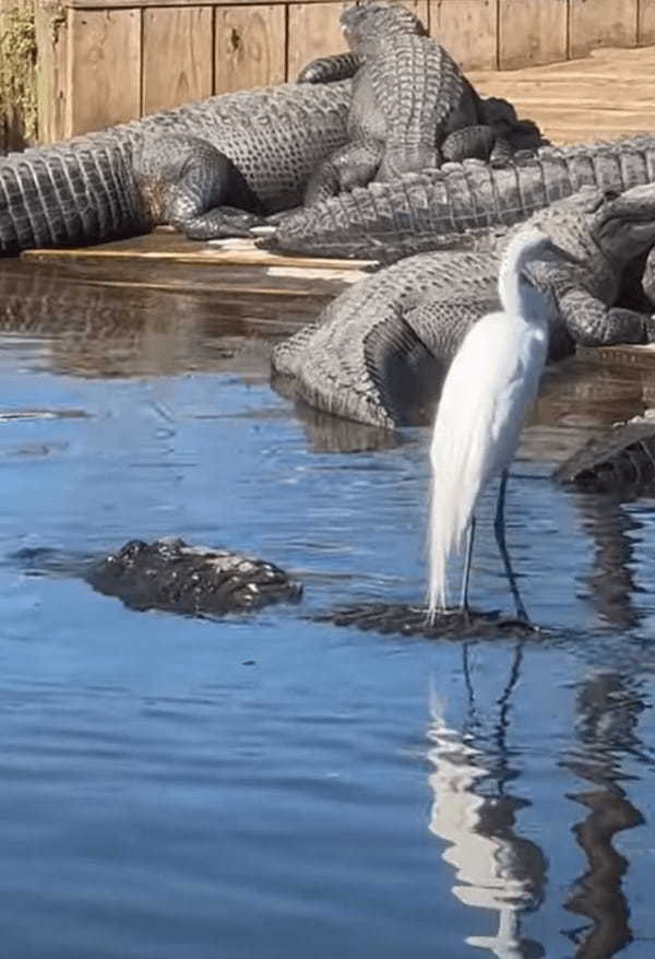 水面を漂う浮島に鳥が乗っていると思ったら・・、なんとそこは『ある生き物』の背中だったのです！！【アメリカ・動画】