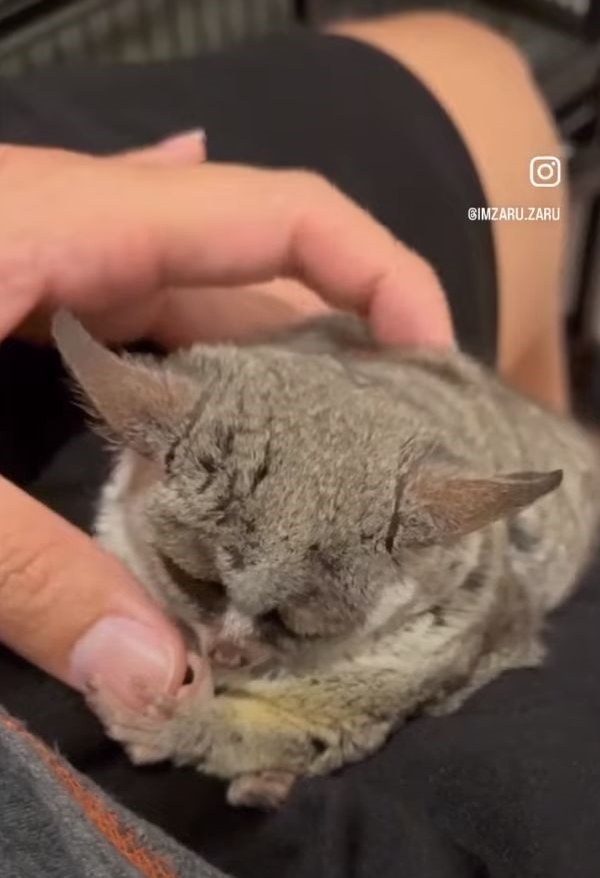 ウトウト夢見心地・・。大きくてまんまるしたショウガラゴの目がとろ?ん。ブラッシングしてもらってウトウト夢見心地です