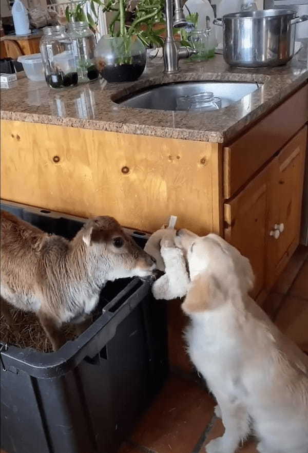 心優しい犬。新しくお家にやって来た子牛に渡そうとしているのは、なんと自分のオモチャです！！【アメリカ・動画】