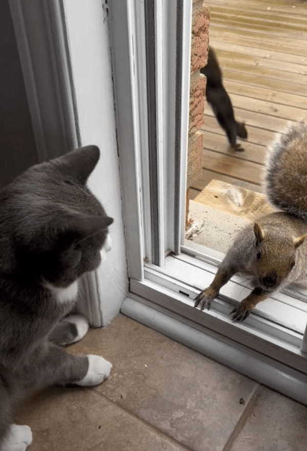 このリス豪胆過ぎる！？ナッツをもらうためなら・・目の前に猫がいても家の中に入ってきます！！【海外・動画】