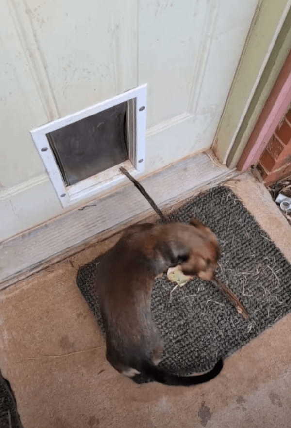 賢い愛犬！木の枝をくわえたままではペットドアをくぐれないと理解して・・次に取った行動に驚き！！【アメリカ・動画】