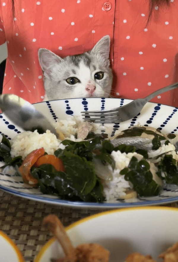 子猫は飼い主さんのご飯が気になる！おててを出す度にはたしなめられても諦めきれません！！