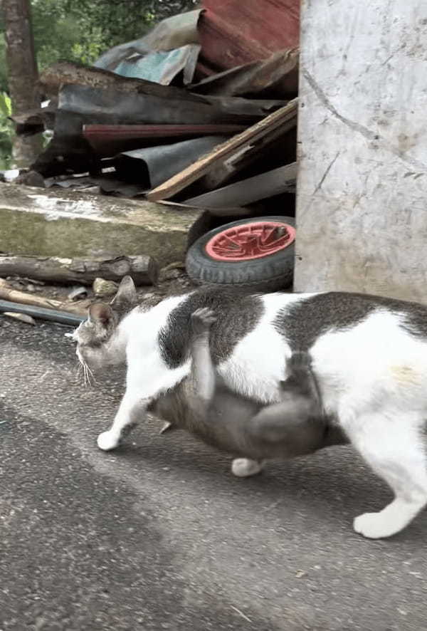 歩いている猫になんだか違和感。よく見たら・・、その体にギュッと抱きつく『ある動物』の赤ちゃんの姿が！！【海外・動画】