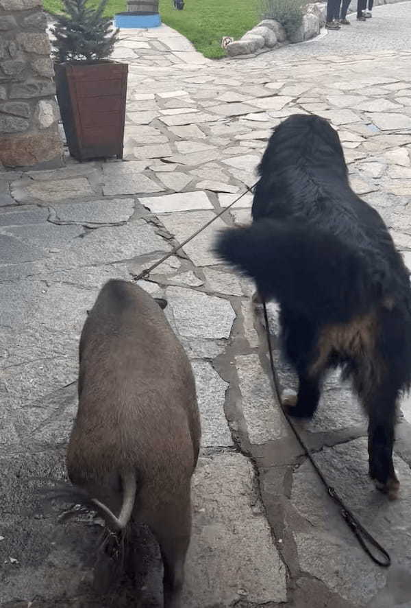 ホテルの敷地内を仲良く散歩中の犬とブタ。よく見ればブタのことをリードしているのって・・【海外・動画】