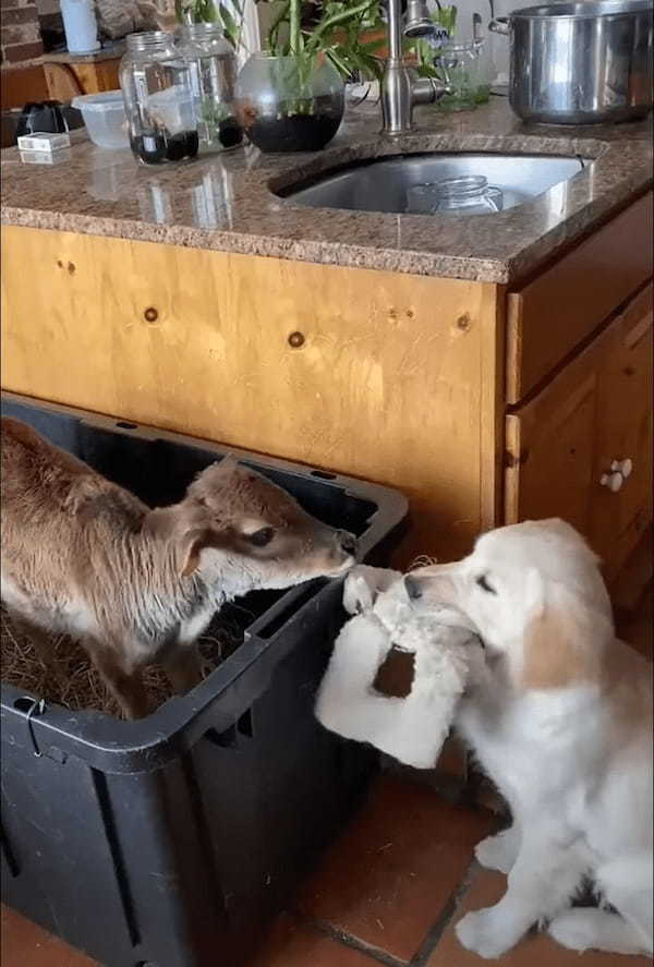 心優しい犬。新しくお家にやって来た子牛に渡そうとしているのは、なんと自分のオモチャです！！【アメリカ・動画】