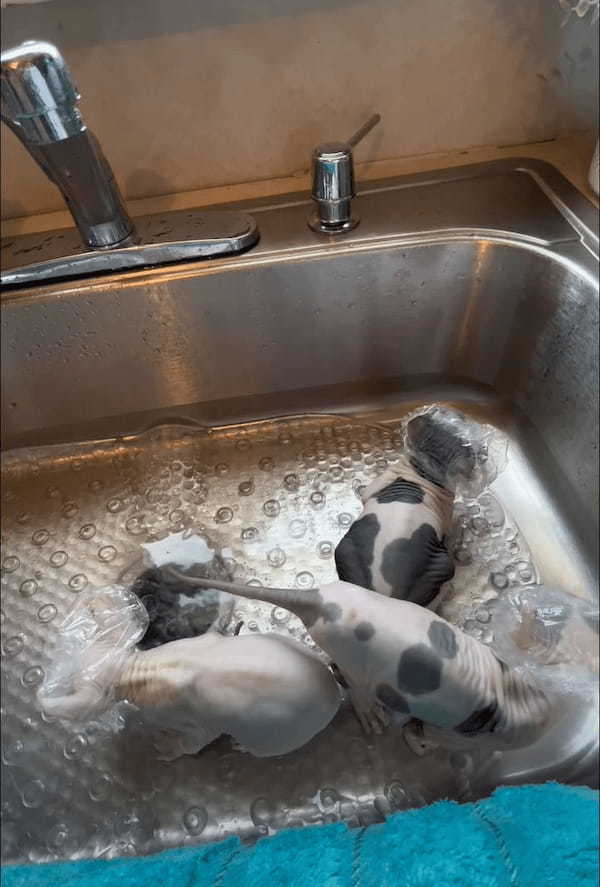 生まれてはじめてのバスタイム！エルフ・スフィンクスキャットの子猫たちはシャンプーキャップも被って体をキレイに洗ってもらいました！！