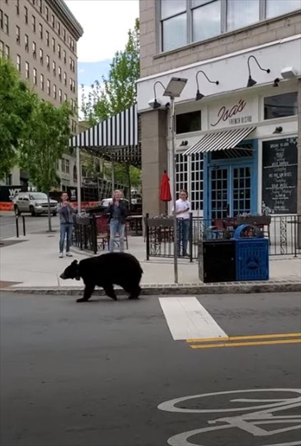 繁華街にクマがあらわれた！・・・と思ったら？右往左往したり、木の陰に隠れたりと人間の街にビクビクしているみたいです【アメリカ・動画】