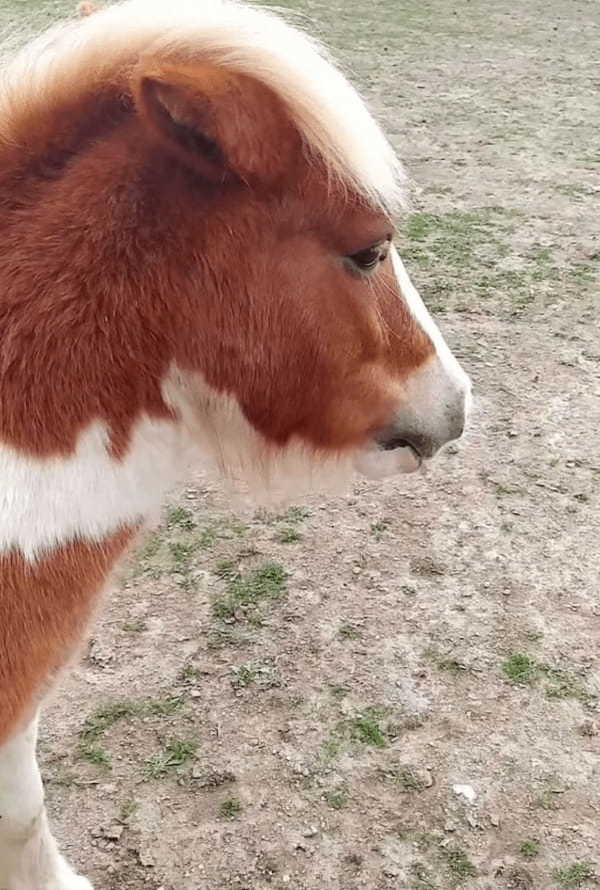 冬用のラグを着せてもらった馬に嫉妬するポニーが、「君だけズルい！」とばかりにある行動に出ました！！