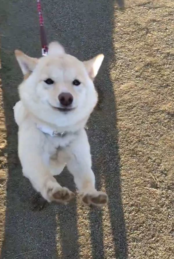 柴犬の猛烈なかまってアピールが話題に！「もふりたいい！」「こんな顔されたらずっと触ってしまう」