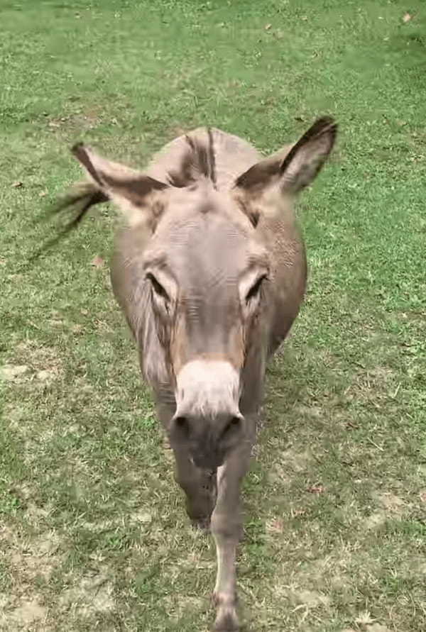 まるでディズニーの世界！女の子に呼ばれて大喜びで駆け寄ってくるロバが可愛すぎる