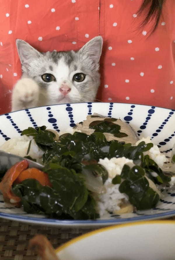 子猫は飼い主さんのご飯が気になる！おててを出す度にはたしなめられても諦めきれません！！