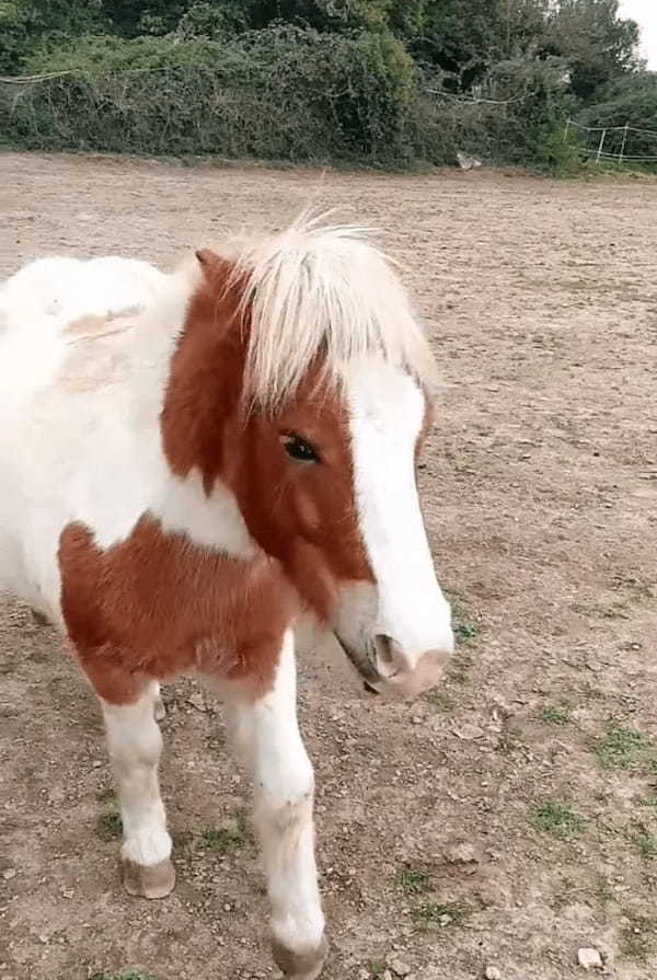 冬用のラグを着せてもらった馬に嫉妬するポニーが、「君だけズルい！」とばかりにある行動に出ました！！