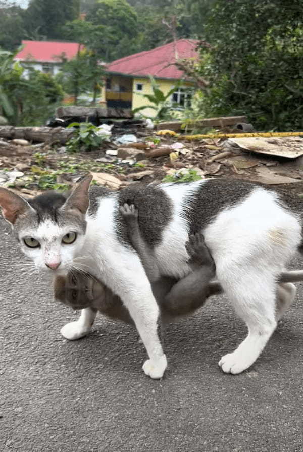 歩いている猫になんだか違和感。よく見たらその体にギュッと抱きつく『ある動物』の赤ちゃんの姿が！！【海外・動画】