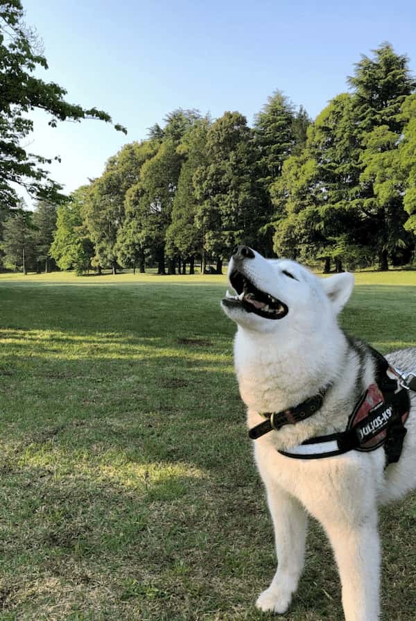 脚だけが頼り ～コロナ疲れ解消・朝の野川公園から国立まで～