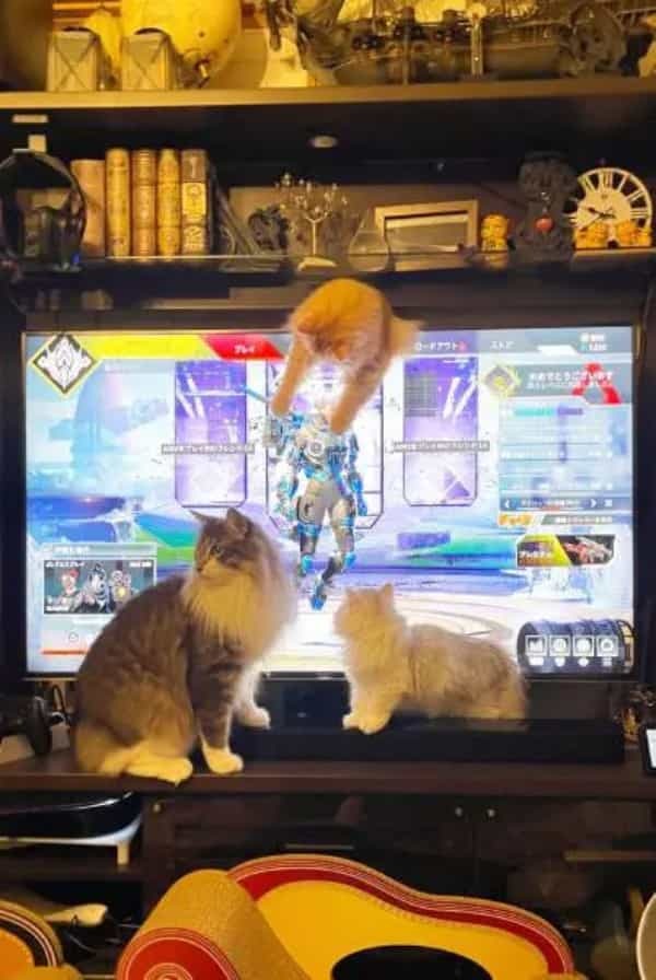 ゲーム始めた時にだけ生まれる猫の団結力　これがネコハラ……