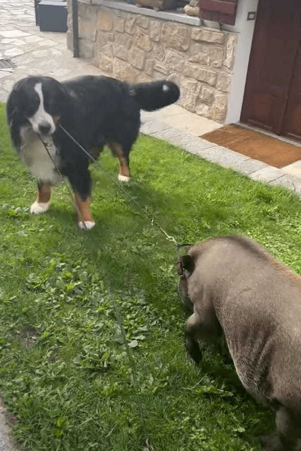 ホテルの敷地内を仲良く散歩中の犬とブタ。よく見ればブタのことをリードしているのって・・【海外・動画】