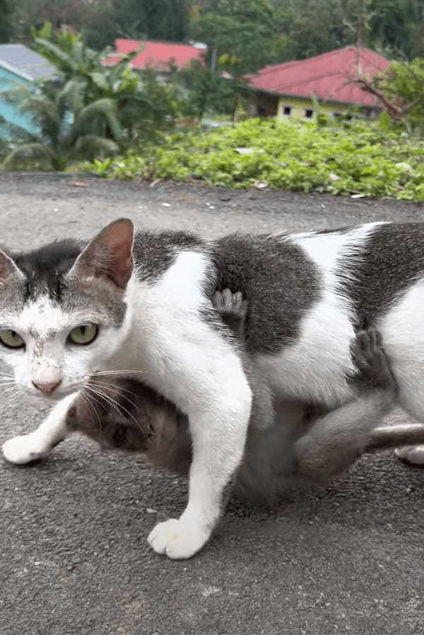 歩いている猫になんだか違和感。よく見たら・・、その体にギュッと抱きつく『ある動物』の赤ちゃんの姿が！！【海外・動画】