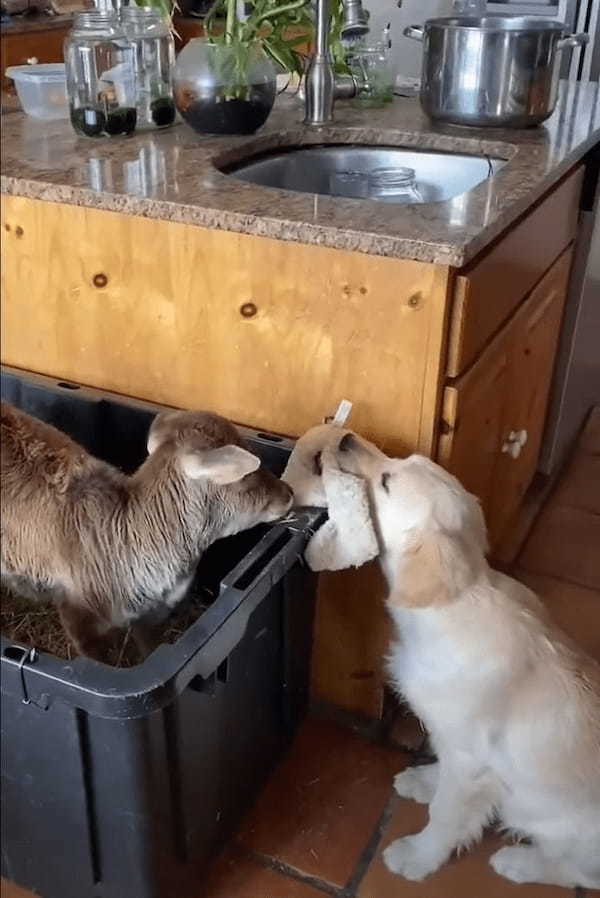 心優しい犬。新しくお家にやって来た子牛に渡そうとしているのは、なんと自分のオモチャです！！【アメリカ・動画】