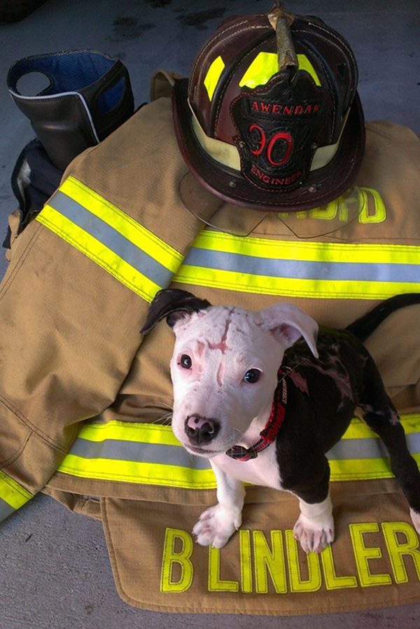 火事で全身大やけどを負った赤ちゃん犬、今では立派な消防署の仲間だワン！