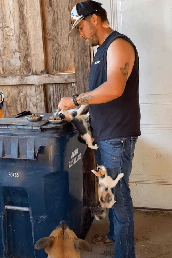 ごはんのおねだり？子猫たちがご飯の準備をするパパさんの体をぐいぐい登っていく！！【アメリカ・動画】