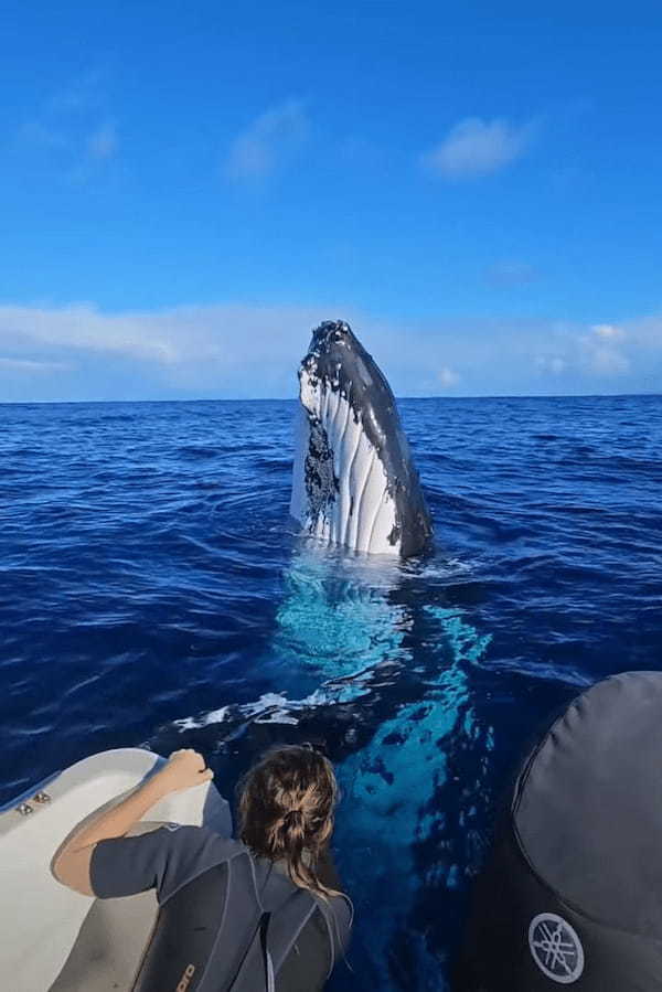 クジラが船のすぐそばにやってきた！遊ぶようなその姿にビックリ！！【海外・動画】