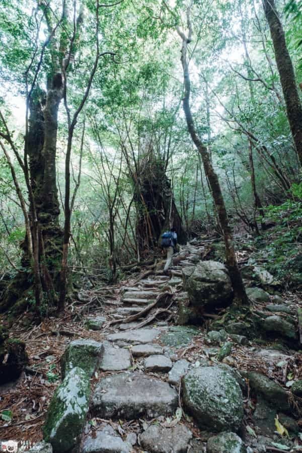 【鹿児島屋久島】樹齢数千年の古代樹！？縄文杉トレッキングへ行ってきました！