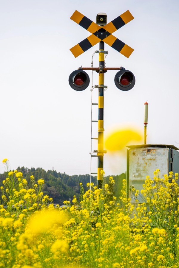 【連載】旅行好きと行く！菜の花の絨毯が広がるローカル線いすみ鉄道の旅