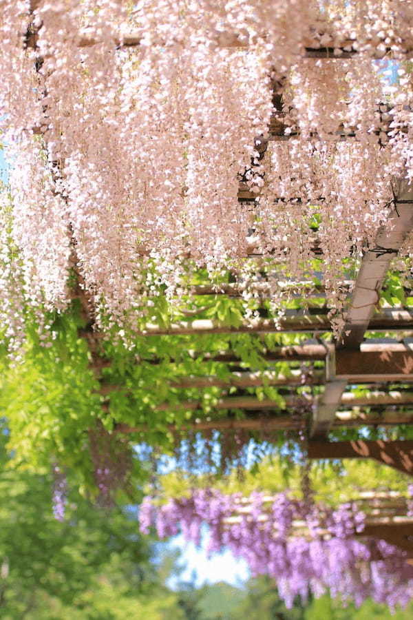 実は自然溢れる土地。豊田が魅せる「花の絶景」BEST5