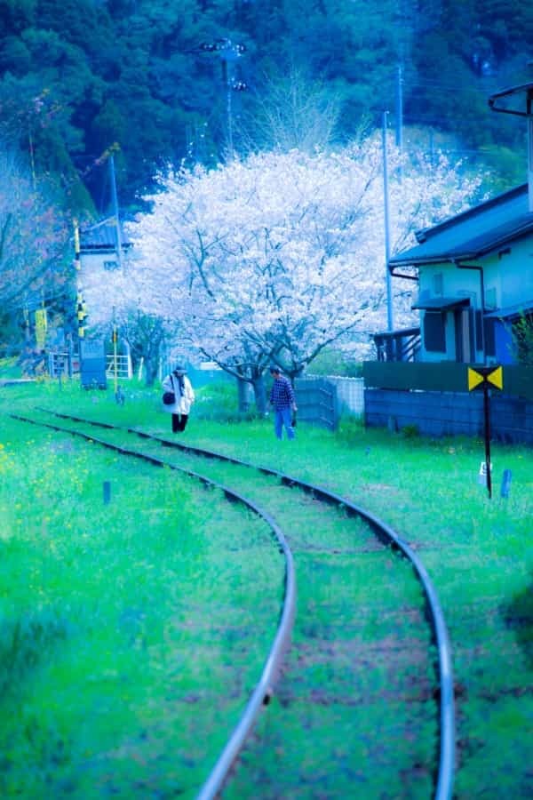 【連載】旅行好きと行く！菜の花の絨毯が広がるローカル線いすみ鉄道の旅