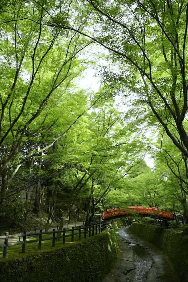 【京都】北野天満宮の見どころガイド～七不思議や周辺スポット紹介も～