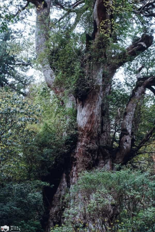 【鹿児島屋久島】樹齢数千年の古代樹！？縄文杉トレッキングへ行ってきました！