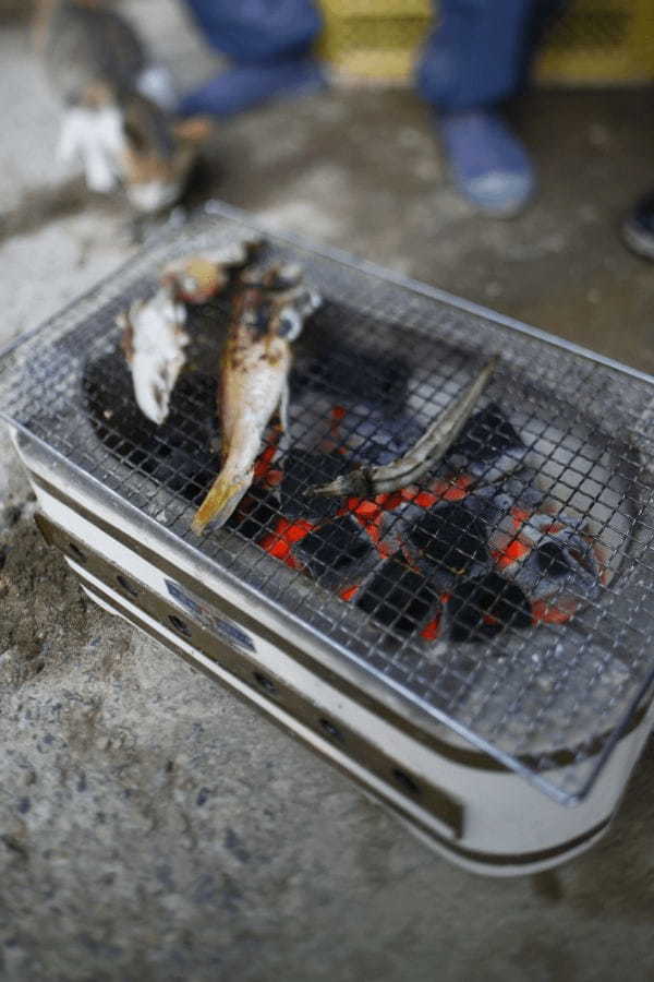 塩焼きが美味しい魚「イサギ」とは？旬の時期や食べ方、釣り方までご紹介！