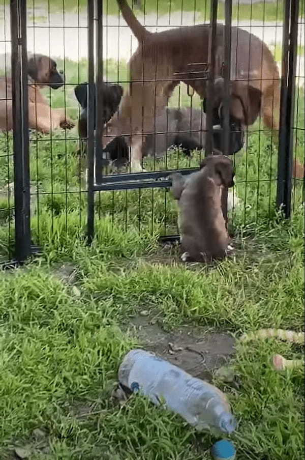 ペットケージから脱出を企てる子犬。そばにいたボクサー犬がドアを開けてくれましたが・・、ドアが高い位置にあるので出るのも大変！？【海外・動画】