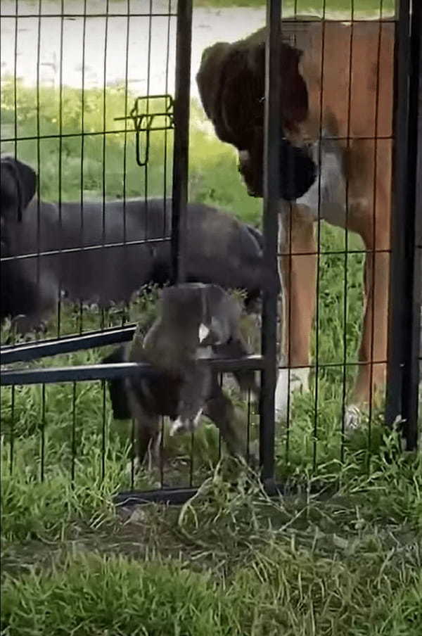 ペットケージから脱出を企てる子犬。そばにいたボクサー犬がドアを開けてくれましたが・・、ドアが高い位置にあるので出るのも大変！？【海外・動画】