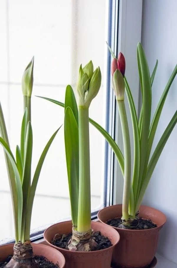 【連載】室内でも楽しめる鉢植えはどれ？初心者にもおすすめの春の花鉢をご紹介